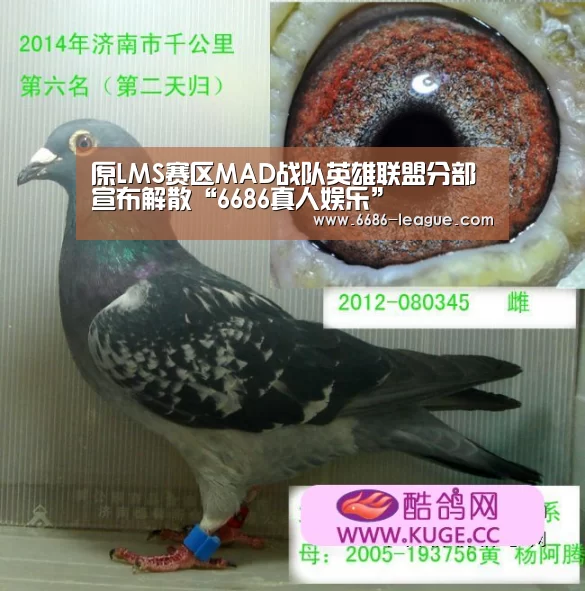 原LMS赛区MAD战队英雄联盟分部宣布解散“6686真人娱乐”(图1) 6686电竞官网